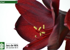 hippeastrum Red Pearl ® (4)